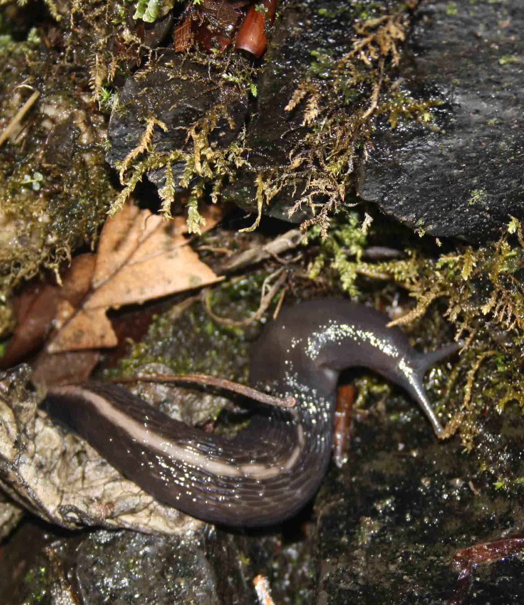 Limax aldrovandi Moquin-Tandon 1855 dal Corno alle Scale (BO)